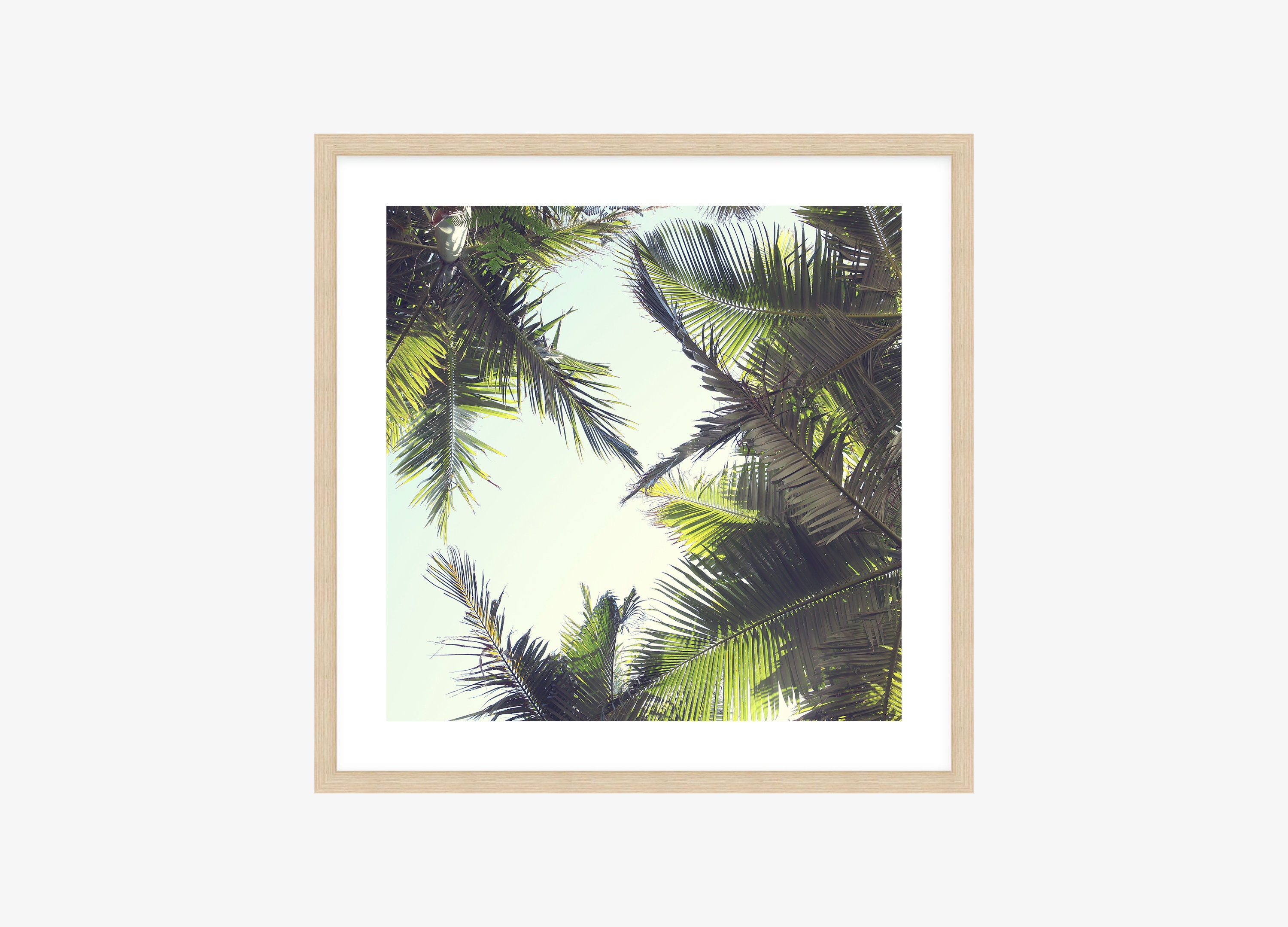 Tropical Palm Tree Framed Print, Canvas Or Print