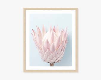 Pink Protea  Framed Print, Canvas or Print -  Australian Botanical Wall Art