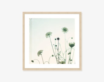 Queen Anne's Lace Country Wildflower Photography Framed Print, Canvas or Print