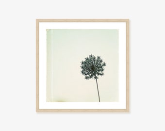 Queen Anne's Lace Country Wildflower Photography Framed Print, Canvas or Print