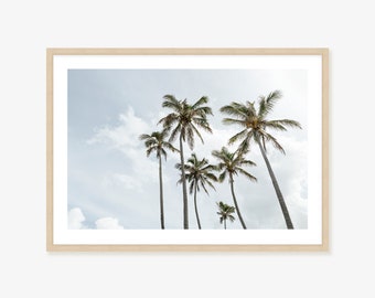 Palm Tree Framed Print, Canvas or Print  - Australian Coastal Photography