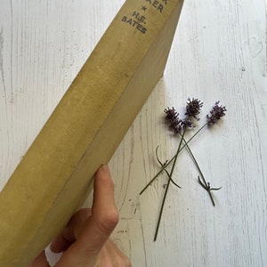 vintage novel first edition 1st edition The Black Boxer Tales by H.E.Bates pharos editions 1932  hardback classic book book collector