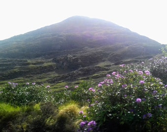 Mounted Photo Print, Mountain and Rhododendrons, Co. Mayo, Ireland