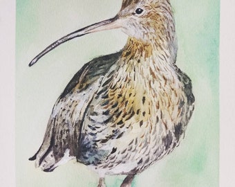 Watercolour Curlew Fine Art Print - Irish Wildlife Series