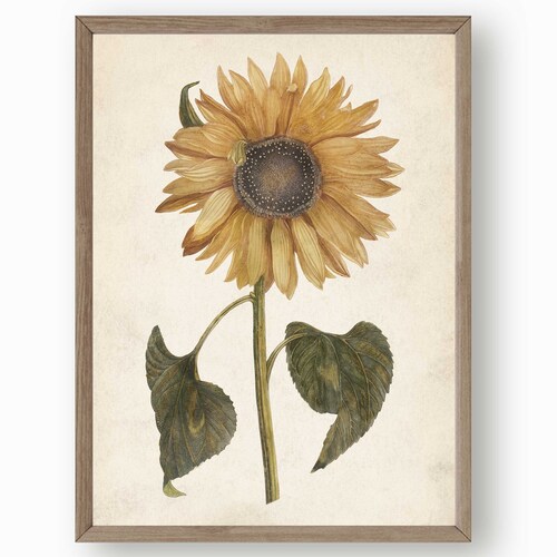 Sunflower Floral Print Botanical Wall Art Vintage Floral Etsy