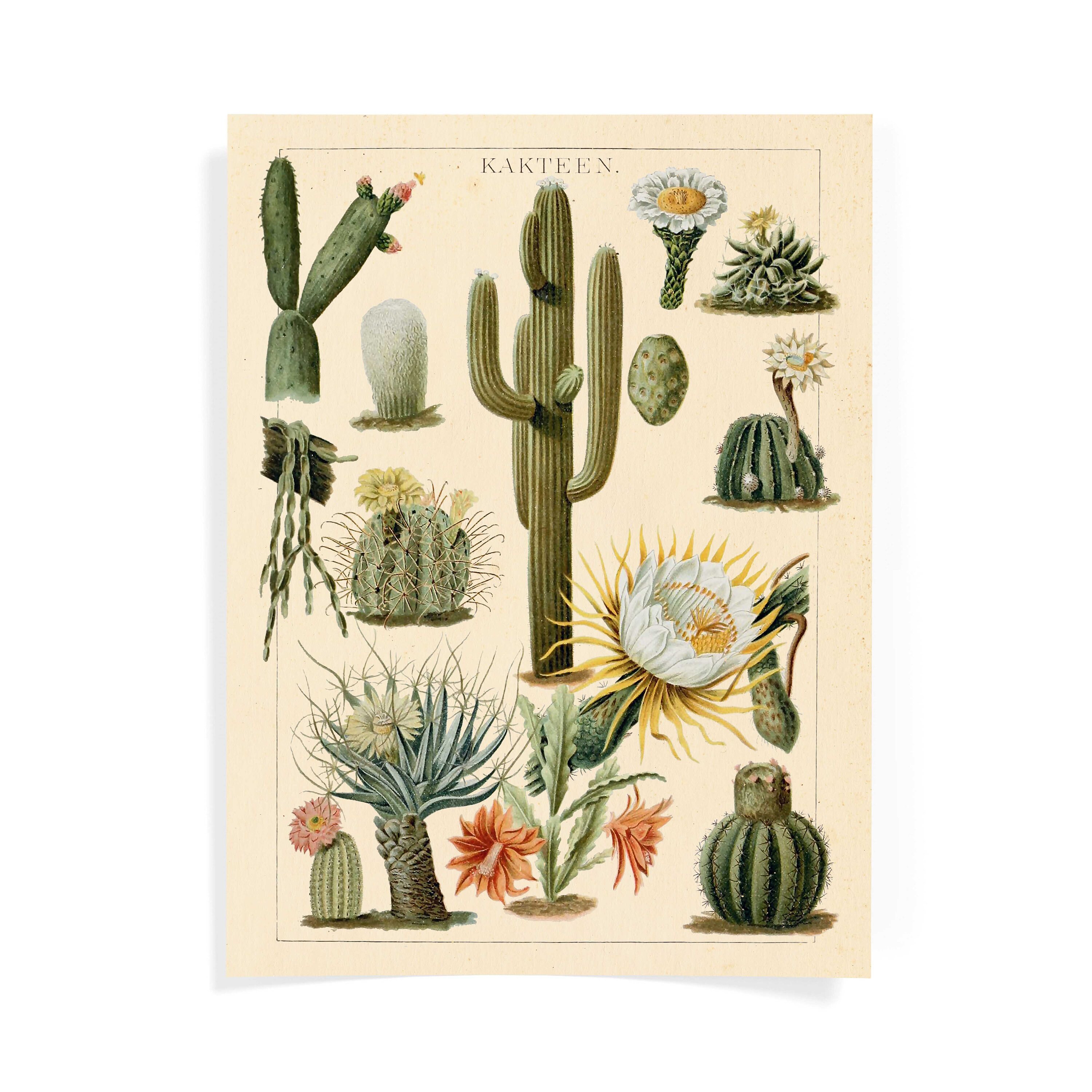 Cactus Wall Art Print Cactus Decor Succulent Wall Art Etsy