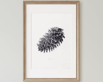 Sitka Spruce Cone- Luxury Giclée Print- Fine Art Pencil Drawing- Botanical Wall Art-Neutral, Minimal Artwork-Hahnemühle German Etching paper