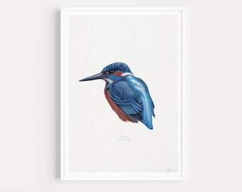 The Kingfisher- Giclée Fine Art Print of an Original Watercolour Painting by Lucy Meriel Davies- A5/A4/A3- MADE TO ORDER- Unframed