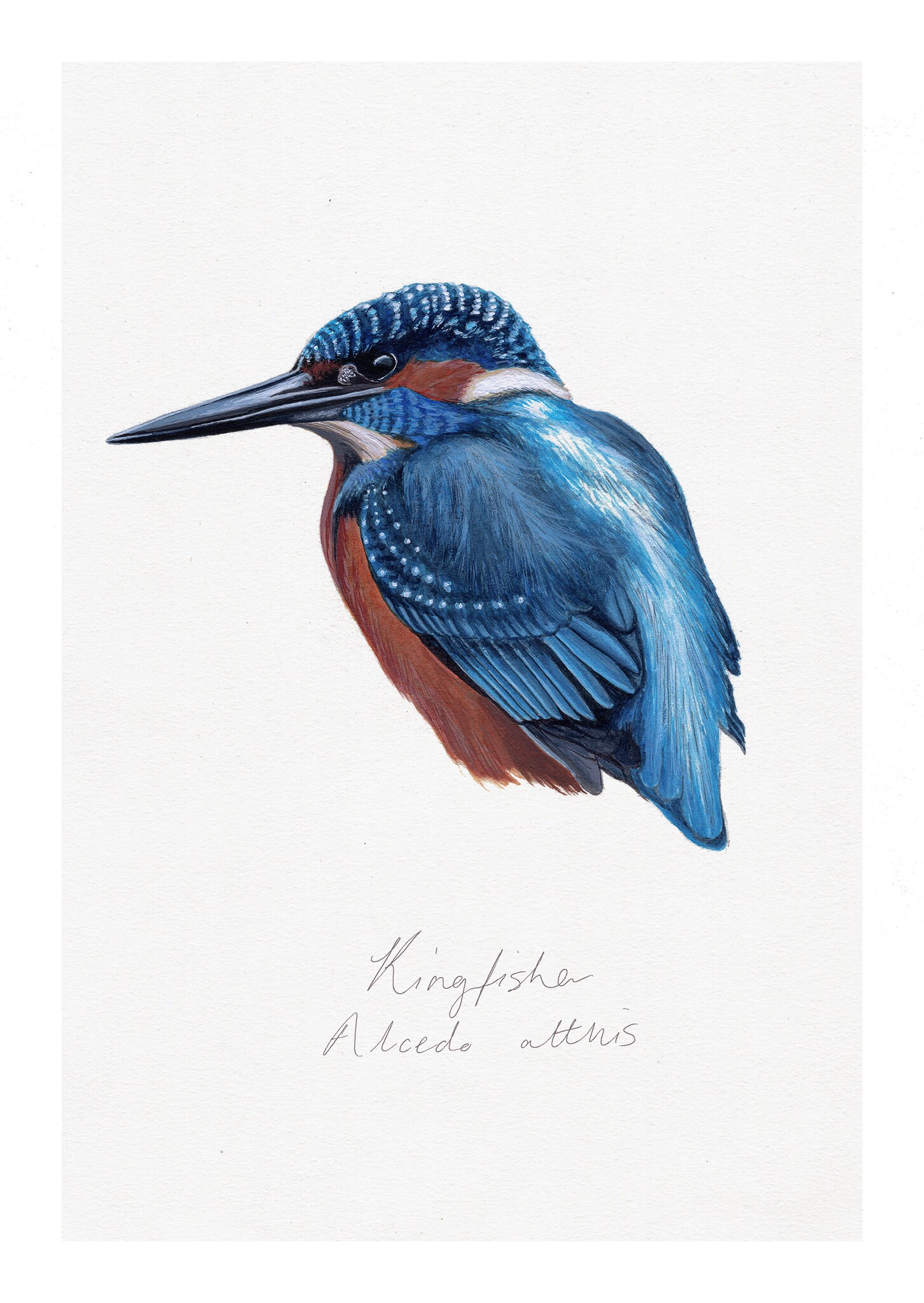 Eisvogel Aquarell Karte Ei innen bemalt Minimal Wildvogel Karte A6 Grußkarte Vogel Karte Innen