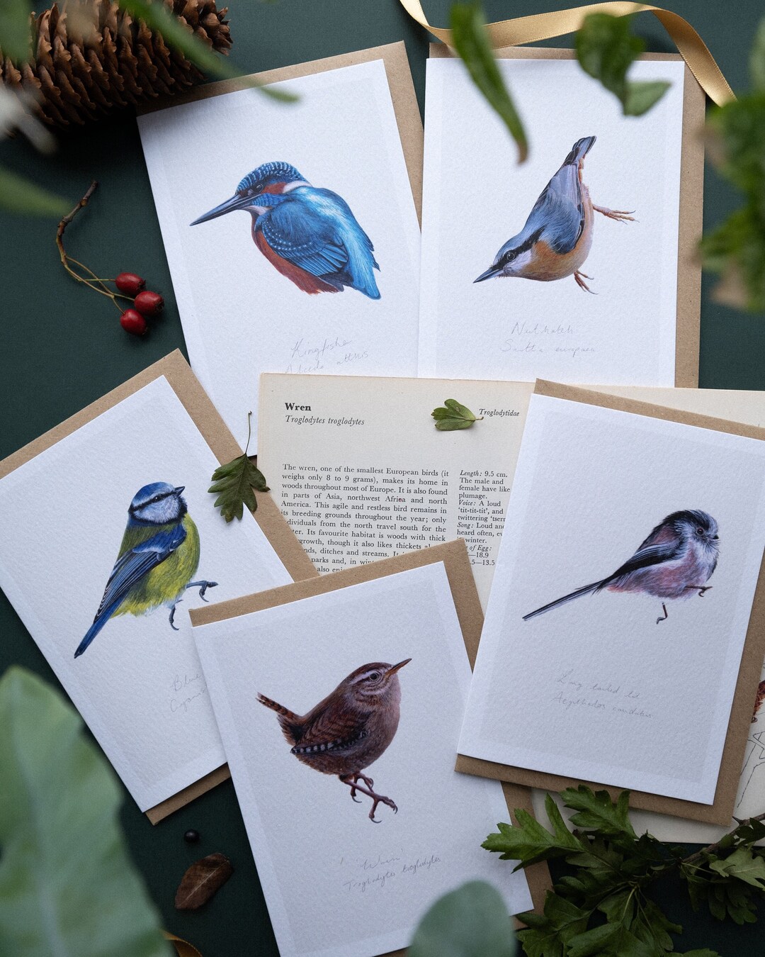 Watercolor Bird Cards – Set of 5- British Bird & Egg Art - Etsy