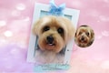 Custom Needle Felted Pet portrait, pet portrait, Pet Memorial,Pet Loss Gift, Felted Animals,Birthday Gift product logo