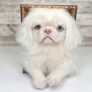 May include: A handcrafted needle felted sculpture of a white Pekingese dog with light blue eyes and a pink nose. The dog is positioned in front of a rectangular, ornate, metallic bronze-coloured picture frame with intricate embossed detailing.