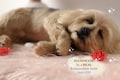 Custom dog sculpture - Needle felted personalized pet replica from picture - Dog loss gift product logo