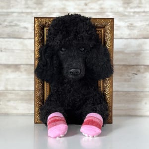 May include: A black poodle plush toy with curly fur positioned in front of an ornate gold rectangular frame. The plush toy has dark eyes and is wearing two small, striped pink and red socks on its front paws, with light pink toe grips visible.