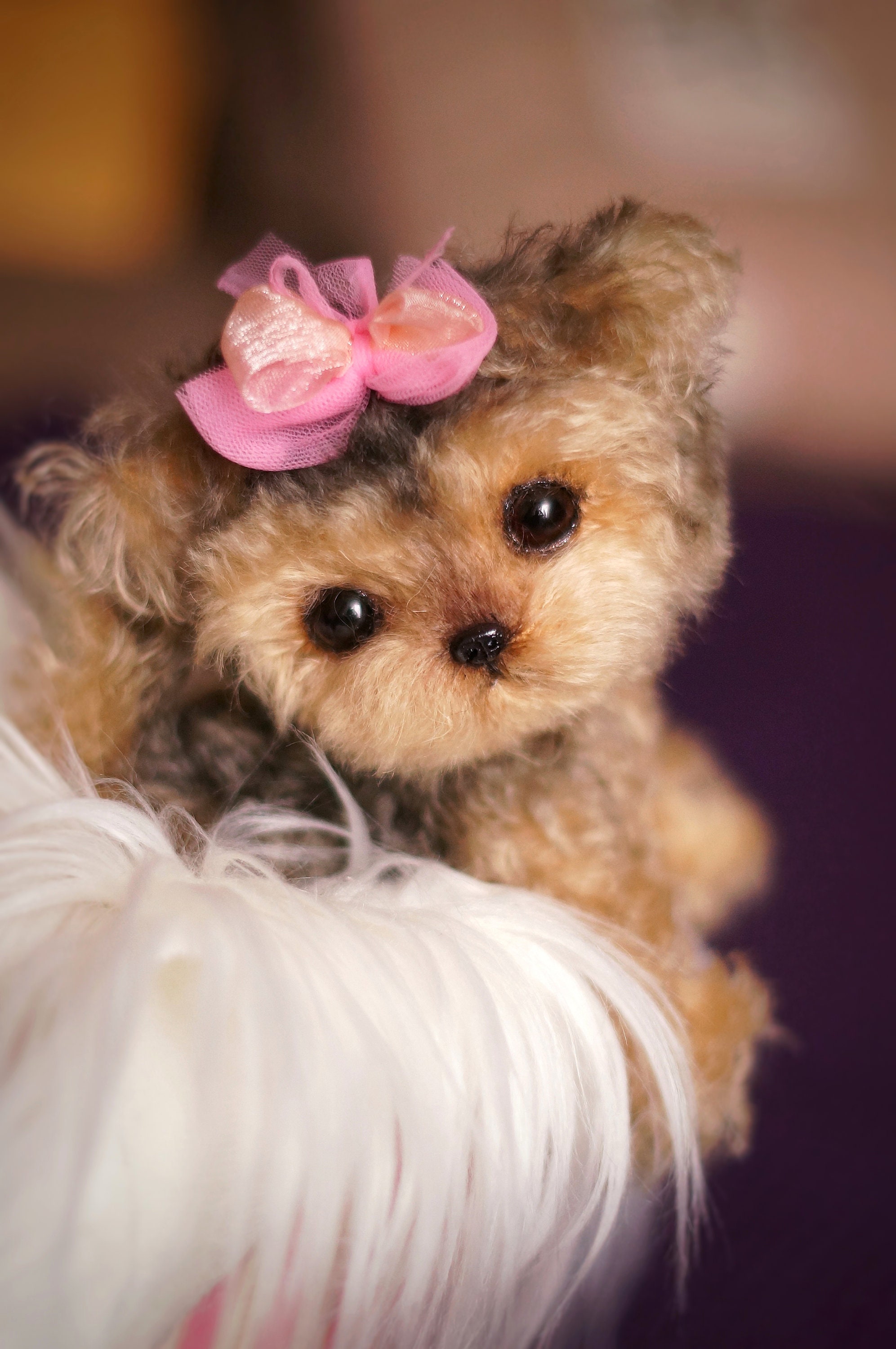 toy yorkshire terrier puppies
