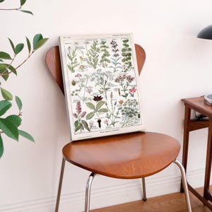 Poster zur Bestimmung von Pilzen und Heilkräuter, Vintage Botanische Leinwand Kunst, Antike wissenschaftliche Illustration Poster
