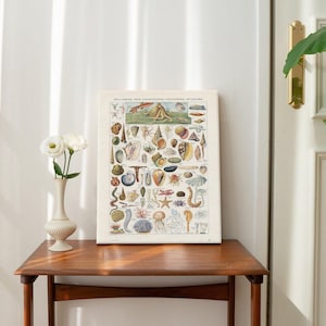 Grafiek kolibrie en mariene biologie afdrukken vintage educatieve canvas muurkunst wetenschappelijke natuur illustratie posters voor in de klas