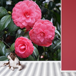 Japanese Pink Camellia Photo Wallpaper Peel and Stick - Etsy