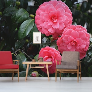 Japanese pink camellia photo wallpaper || peel and stick floral wall mural