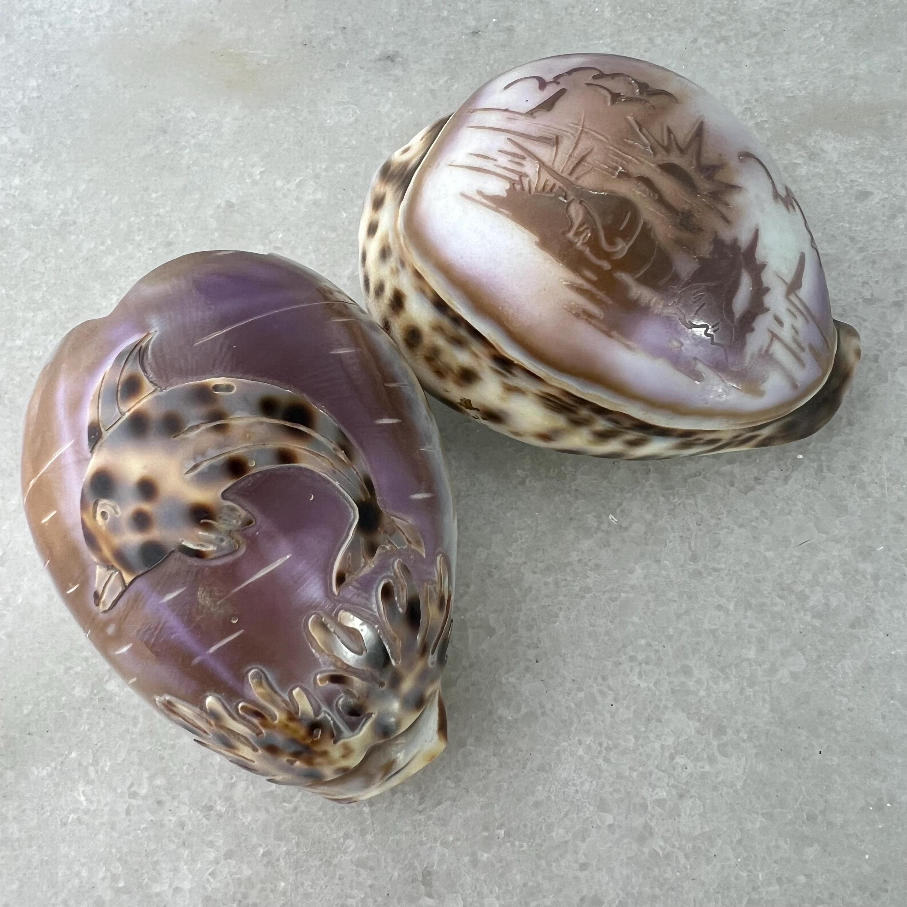 Dolphin Carved Shell (JAS) Dolphin Carved Shell (JAS)