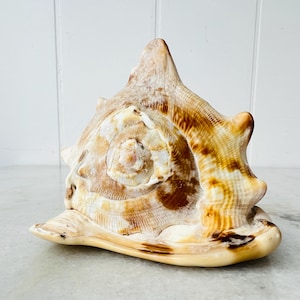May include: A large, brown and white seashell with a spiral pattern. The shell has a pointed top and a wide, flat base.