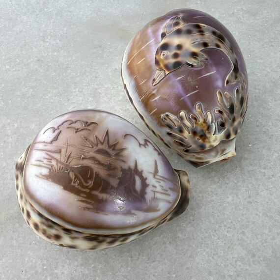 Dolphin Carved Shell (JAS) Dolphin Carved Shell (JAS)