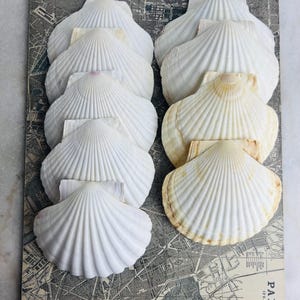 Große weiße Jakobsmuscheln Muscheln Set von 9, 5 &#39;&#39; natürliche Muscheln für DIY Handwerk, Sammlung, Strandhaus, Küste, Nautik, Wohnkultur, Geschenk