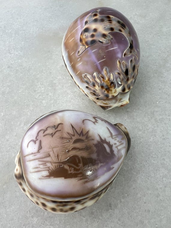 Dolphin Carved Shell (JAS) Dolphin Carved Shell (JAS)