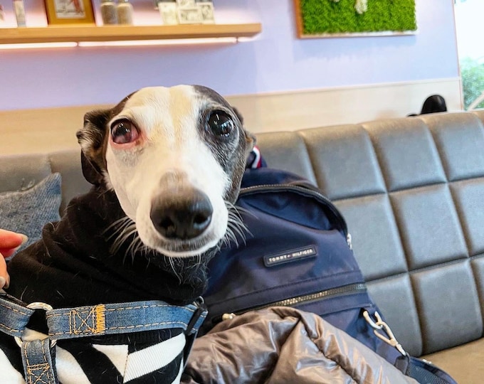 Urgent Surgery and Vet Bills – Help Save Luna | Martingale Collar Greyhound - Whippet - Italian greyhound