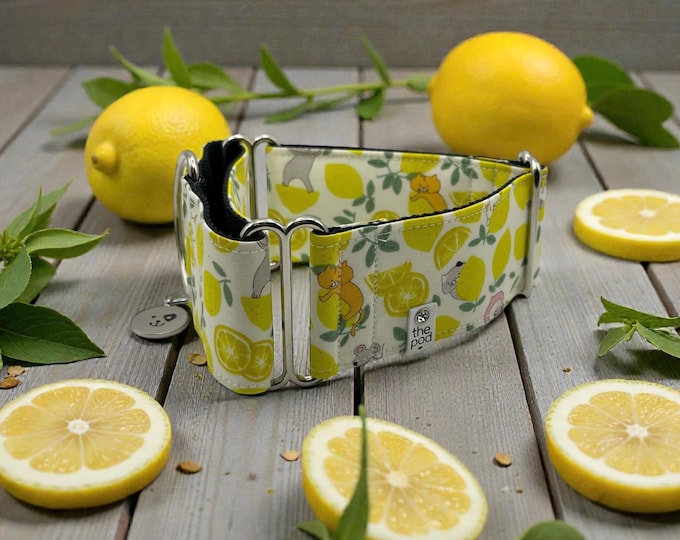 Lemon Kitty Hide and Seek | Martingale Collar Greyhound - Whippet - Italian greyhound