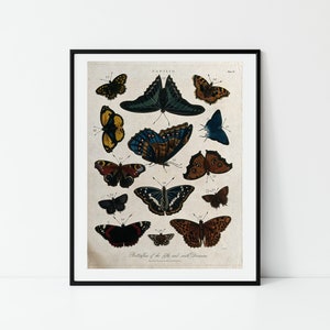 Butterfly Print | Botanical Print | | Wall Art | Vintage Print | Kitchen Decor | Vintage Butterfly | Butterfly Illustration | Bohemian |