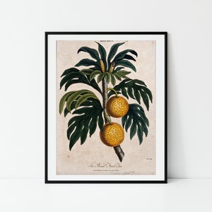 Tropical Fruit | Fruit Decor | Vintage Prints | Kitchen Decor | Vintage Art | Breadfruit | Tree Print