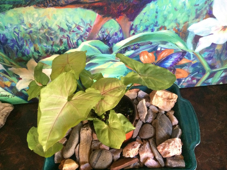 Pink Allusion Arrowhead Plant Syngonium podophyllum Etsy