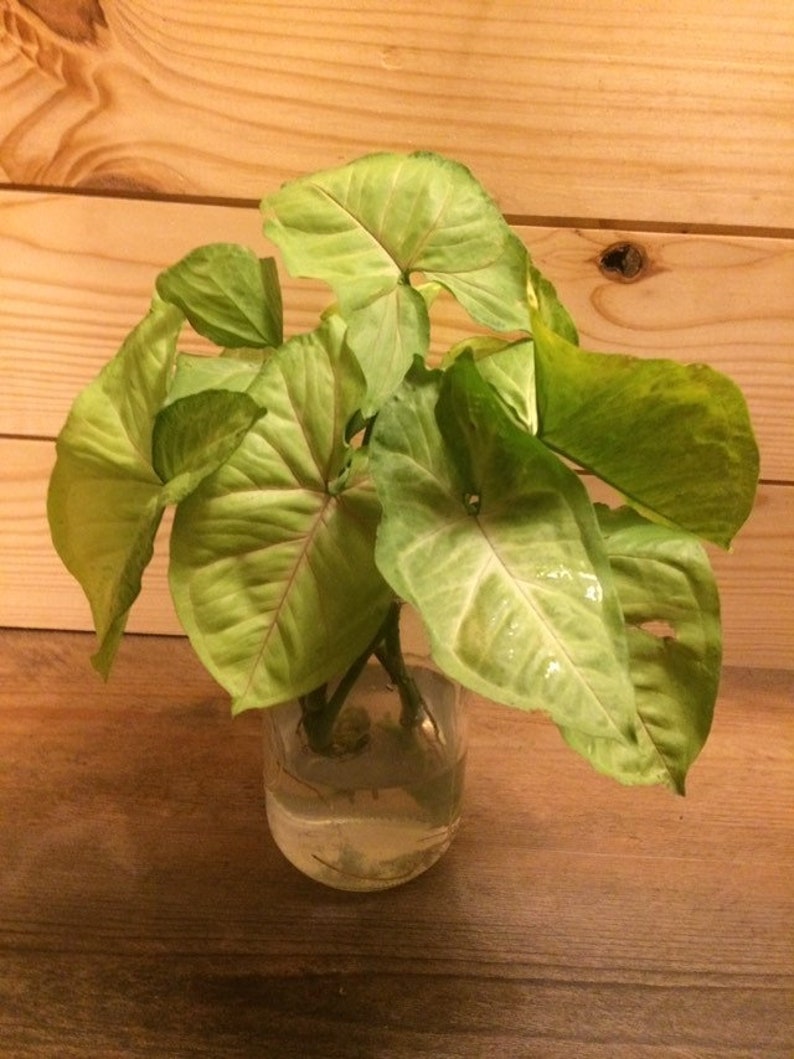 Pink Allusion Arrowhead Plant Syngonium podophyllum Etsy