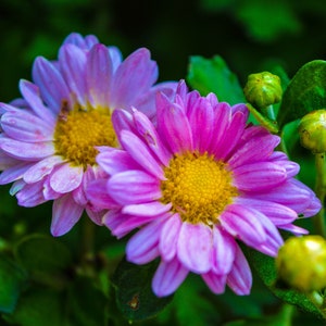 Digital download photo,wild flower,Photo of wildflower Desktop background,desktop hintergrund foto,screensaver flowers,instant download
