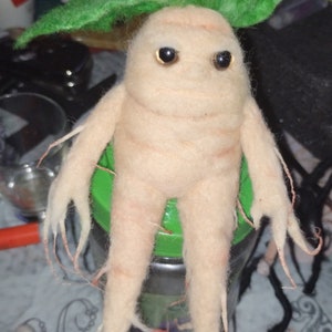 Mandragora in lana cardata