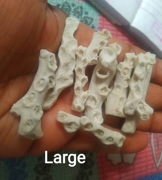 GREAT WHITE CORAL Rough gemstone Genuine raw coral attractive designs natural stone for jewelry wire wrapped gift crafting collection stone