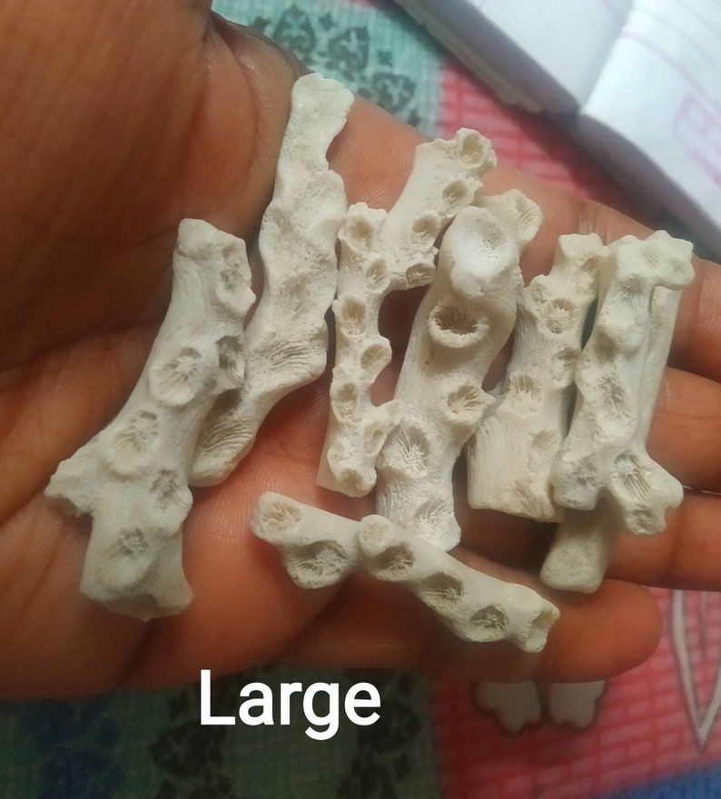 Puede incluir: Una colecci&oacute;n de fragmentos de coral ramificados de color blanco roto con superficies porosas y texturizadas y cavidades de p&oacute;lipos visibles. Las piezas son de forma y tama&ntilde;o irregulares, mostrando formaciones org&aacute;nicas naturales. La palabra Large est&aacute; impresa en texto blanco.