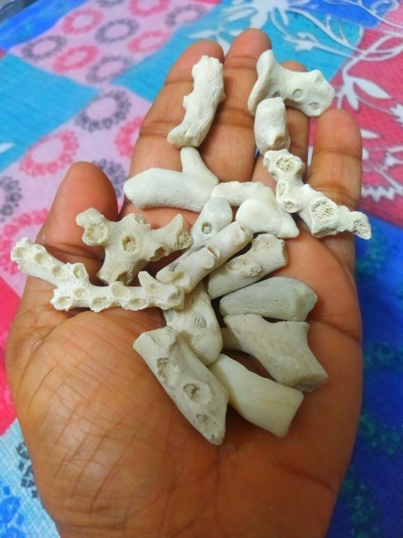 Puede incluir: Una colecci&oacute;n de peque&ntilde;os fragmentos de coral calcificado de color blanco roto con superficies porosas y texturizadas, y formas irregulares y ramificadas. Estos espec&iacute;menes marinos naturales muestran estructuras esquel&eacute;ticas visibles y bordes dentados.
