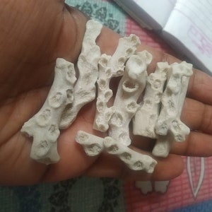 Puede incluir: Una colecci&oacute;n de peque&ntilde;os fragmentos de coral ramificados de color blanco roto con superficies porosas y texturizadas. Cada pieza presenta distintas hendiduras circulares e irregulares a lo largo de su longitud, mostrando una estructura natural, calcificada y r&iacute;gida.