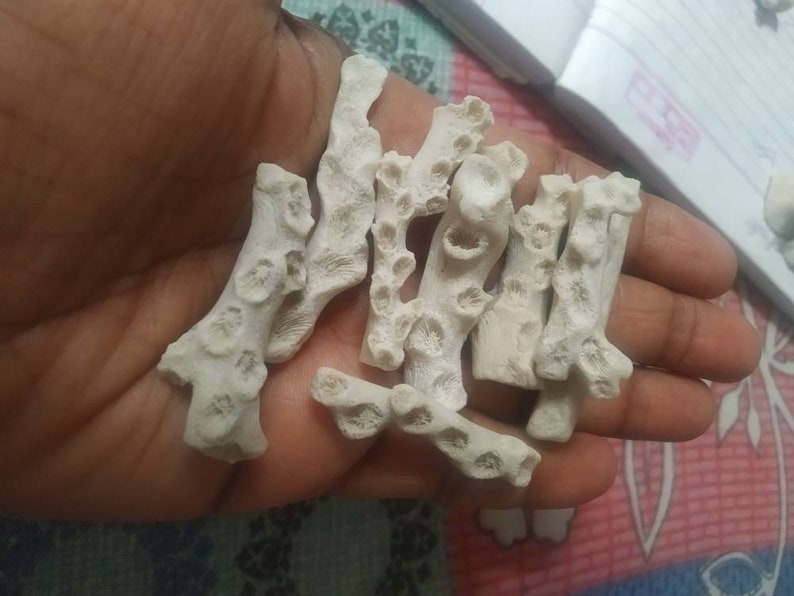 Puede incluir: Una colecci&oacute;n de peque&ntilde;os fragmentos de coral ramificados de color blanco roto con superficies porosas y texturizadas. Cada pieza presenta distintas hendiduras circulares e irregulares a lo largo de su longitud, mostrando una estructura natural, calcificada y r&iacute;gida.