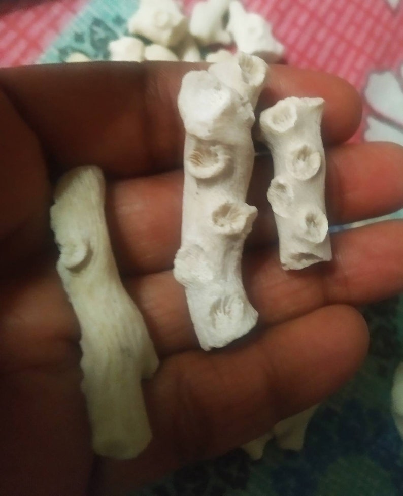 Puede incluir: Tres fragmentos de coral cil&iacute;ndricos de color blanco roto con superficies porosas y texturizadas, que presentan peque&ntilde;as hendiduras circulares a lo largo. Estos espec&iacute;menes naturales muestran una estructura org&aacute;nica rugosa e irregular.