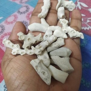 Puede incluir: Una colecci&oacute;n de peque&ntilde;os fragmentos de coral calcificado de color blanco roto con superficies porosas y texturizadas, y formas irregulares similares a ramas. Estos espec&iacute;menes marinos naturales presentan estructuras esquel&eacute;ticas visibles.