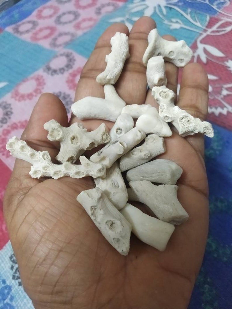 Puede incluir: Una colecci&oacute;n de peque&ntilde;os fragmentos de coral calcificado de color blanco roto con superficies porosas y texturizadas, y formas irregulares similares a ramas. Estos espec&iacute;menes marinos naturales presentan estructuras esquel&eacute;ticas visibles.