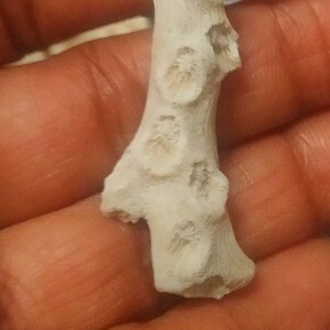 Puede incluir: Un peque&ntilde;o trozo de coral natural de color blanco roto con una textura rugosa y porosa. El objeto presenta varias hendiduras circulares distintas a lo largo de su longitud, mostrando una estructura org&aacute;nica ramificada con una superficie irregular.
