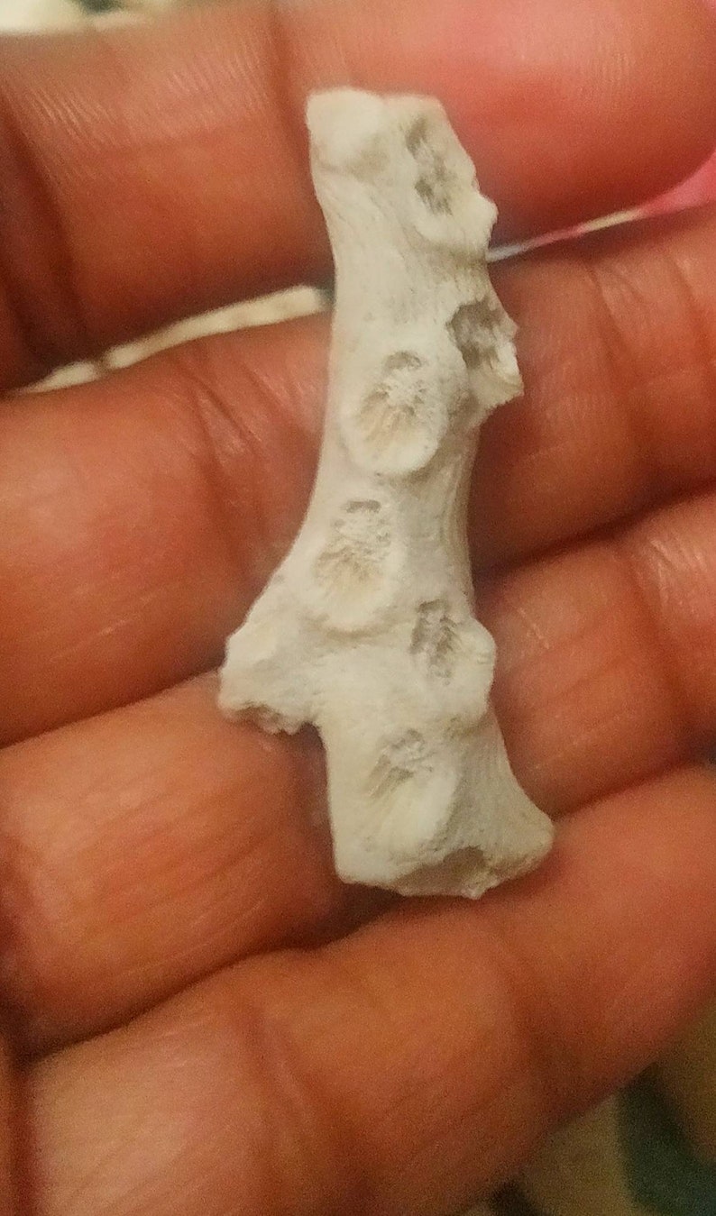 Puede incluir: Un peque&ntilde;o trozo de coral natural de color blanco roto con una textura rugosa y porosa. El objeto presenta varias hendiduras circulares distintas a lo largo de su longitud, mostrando una estructura org&aacute;nica ramificada con una superficie irregular.