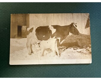 RPPC Real Photo Postcard Calf Nursing Cow Snow Farm Tioga County PA 1912 Bates