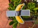 Banana Taped to the Wall - Modern Art Sticker | Banana Duct-taped | Viral Banana Art | Trendy sticker for hydroflask | 2020 Vinyl sticker 