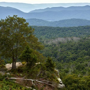 Fine Art Virginia Wall Art Photography Print  - Broken Trees (2024)