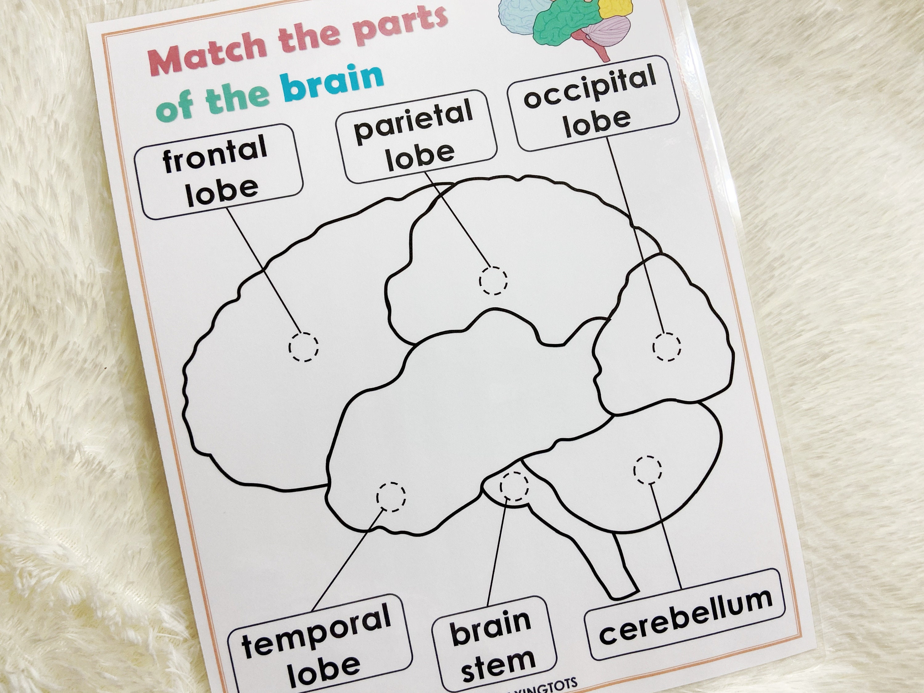 Brain Anatomy Matching Activity Printable Parts of the Human Etsy